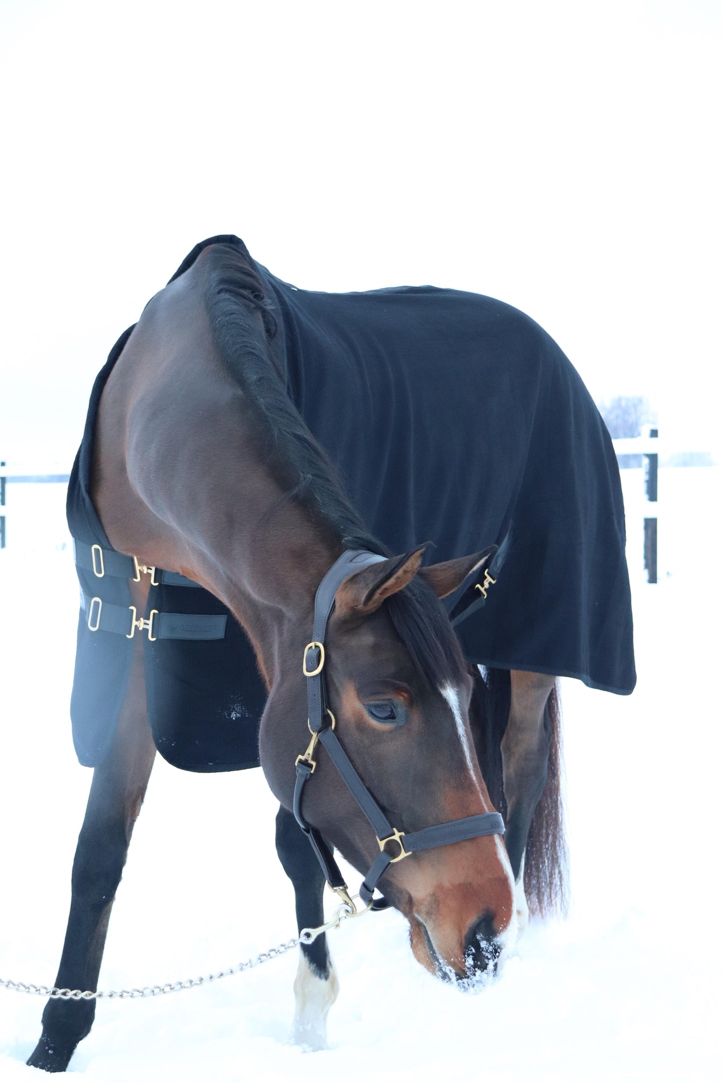 Anatomic leather halter - anatomiski ādas apauši