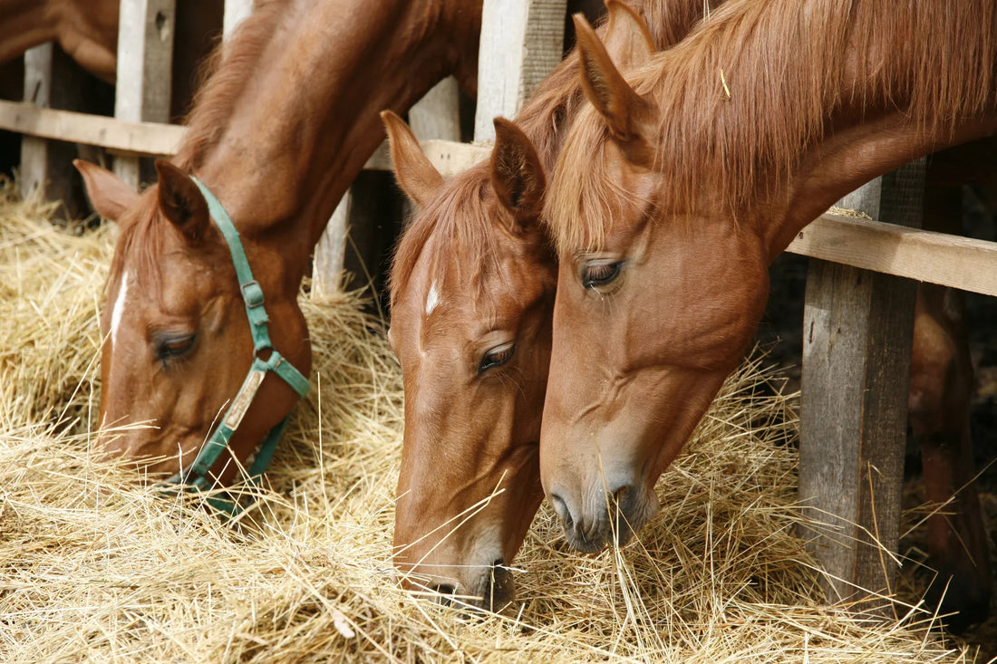 How to feed your horse correctly
