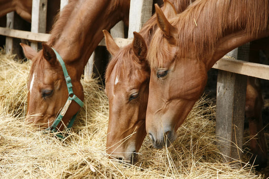 How to feed your horse correctly