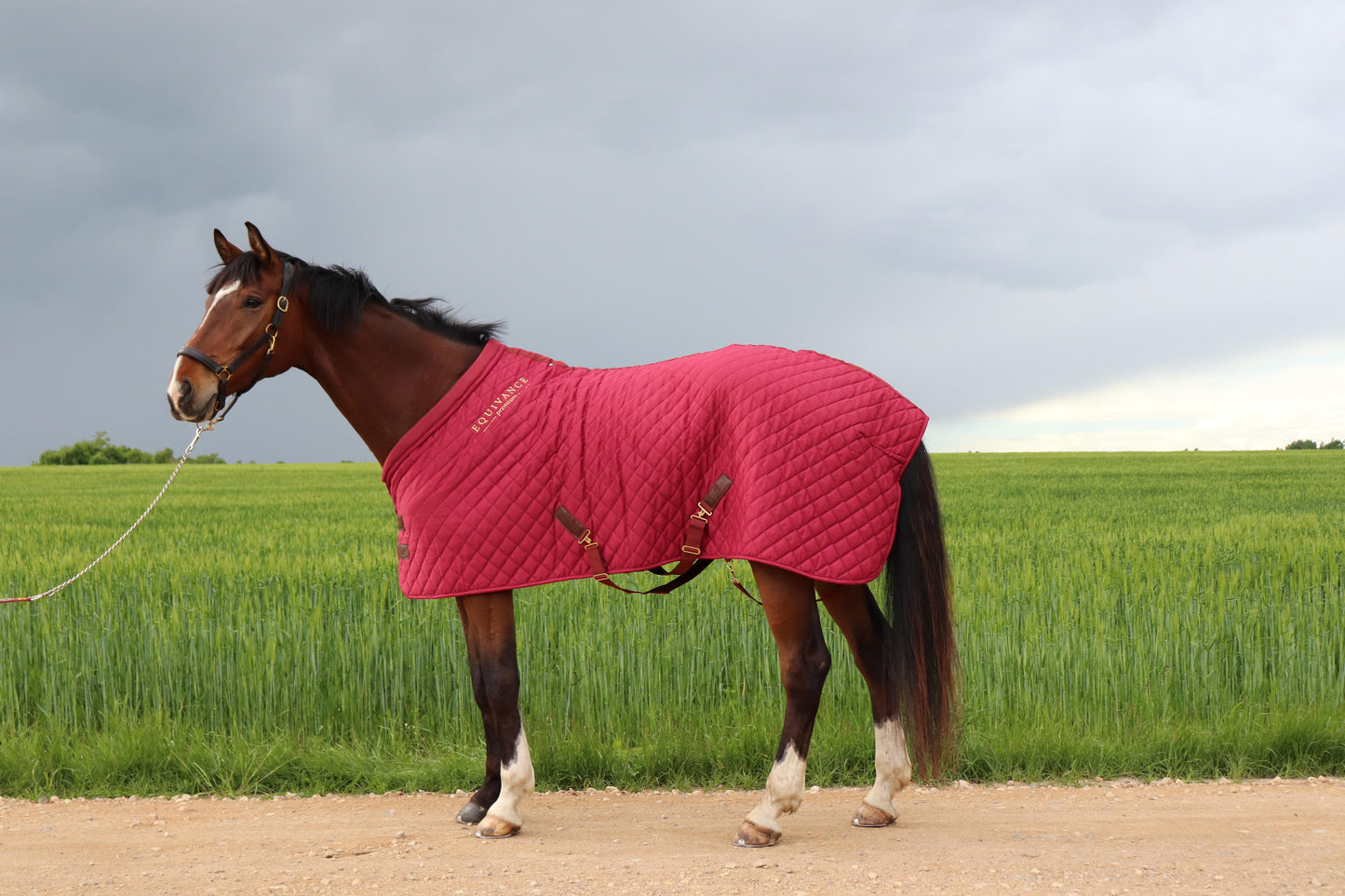 Burgundy stable rug 100 gr - staļļa sega
