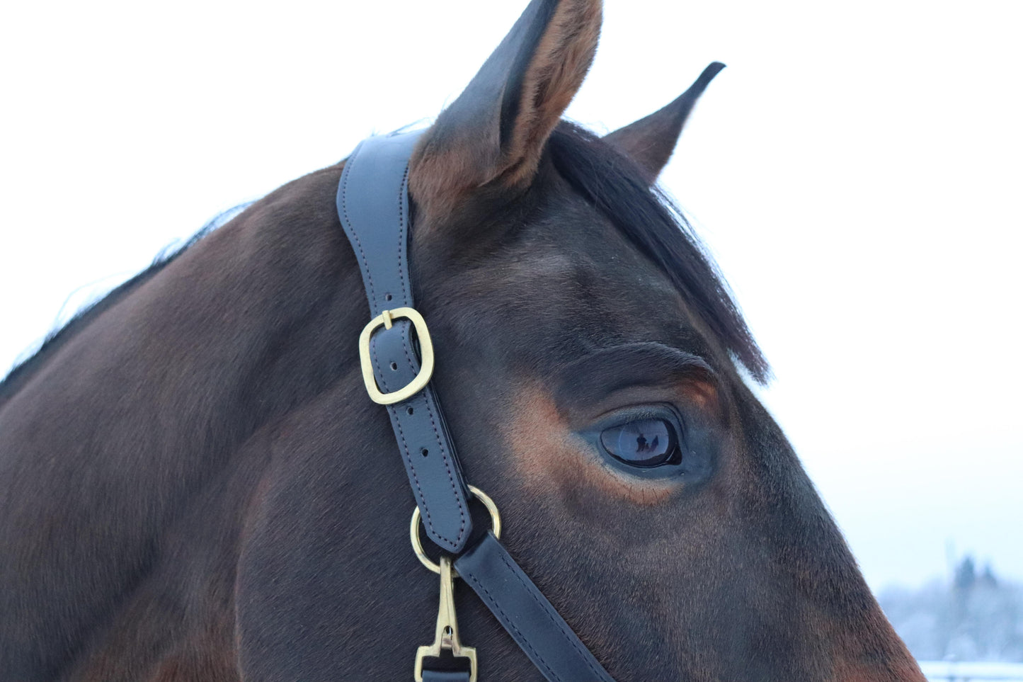Anatomic leather halter - anatomiski ādas apauši
